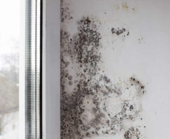 Fungus on the wall near the window. Black fungus covers the white wall and window